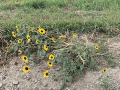 Helianthus annuus