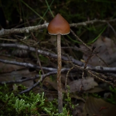Psilocybe fuscofulva