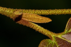 Hamamelis