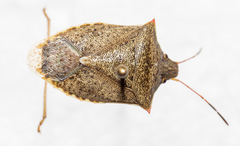 Euschistus variolarius