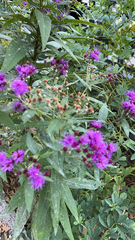 Vernonia baldwinii