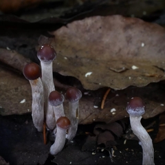 Psilocybe fuscofulva