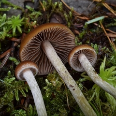 Psilocybe fuscofulva