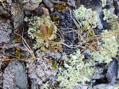 Campanula uniflora