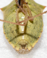 Euschistus variolarius