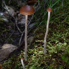 Psilocybe fuscofulva