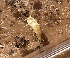 Atelurinae