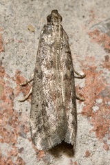 Ephestia elutella