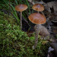 Psilocybe fuscofulva