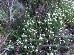 Helichrysum teretifolium