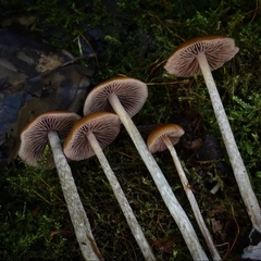 Psilocybe fuscofulva