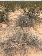 Sporobolus flexuosus