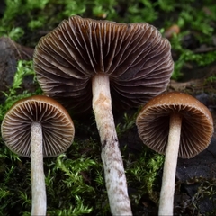 Psilocybe fuscofulva