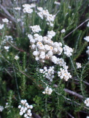 Helichrysum teretifolium