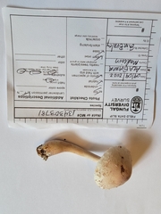 Leucoagaricus