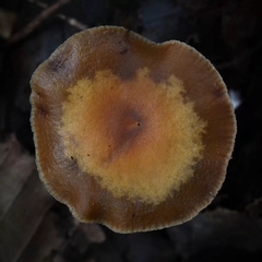 Psilocybe fuscofulva