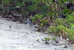 Setophaga nigrescens