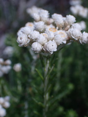 Helichrysum teretifolium