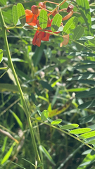 Sesbania vesicaria