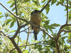 Saltator aurantiirostris