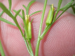 Bidens lemmonii