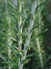 Helichrysum teretifolium