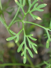 Bidens lemmonii