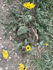 Helianthus annuus