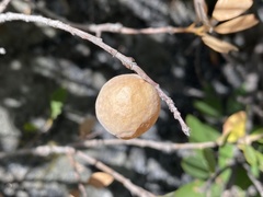 Andricus vacciniifoliae