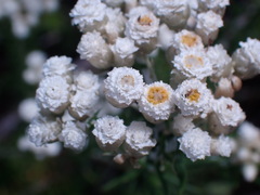 Helichrysum teretifolium