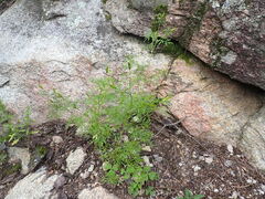 Bidens lemmonii