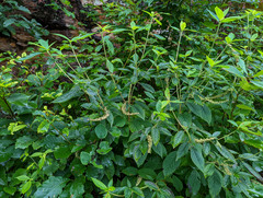 Clethra acuminata
