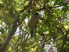 Saltator aurantiirostris