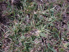 Stenotaphrum secundatum