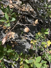 Andricus vacciniifoliae