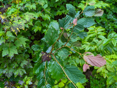 Hamamelis
