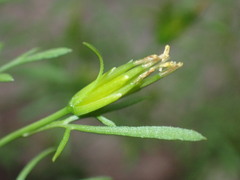 Bidens lemmonii
