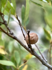 Andricus vacciniifoliae