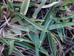 Stenotaphrum secundatum