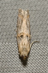 Psorosa dahliella