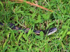 Pantherophis spiloides