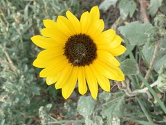 Helianthus annuus