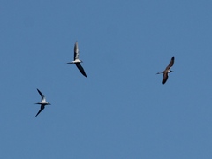 Onychoprion anaethetus