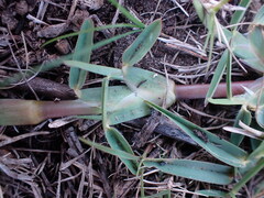 Stenotaphrum secundatum