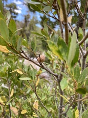Andricus vacciniifoliae