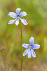 Tecophilaea violiflora