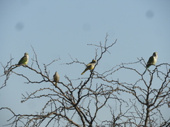 Gubernatrix cristata