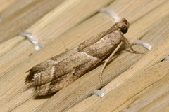 Nyctegretis lineana