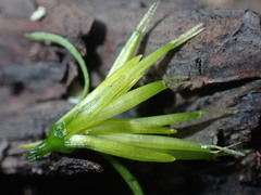 Bidens lemmonii