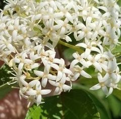 Cornus drummondii